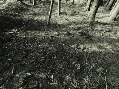 Ormanın güzel manzarası