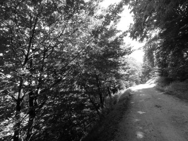 Ormanın güzel manzarası