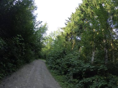 Ormanın güzel manzarası