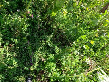 Bahçede yeşil yapraklar