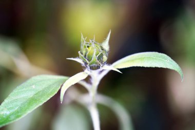 a closeup shot of a plant in a green garden