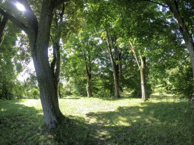 Parktaki yeşil ağaçlar