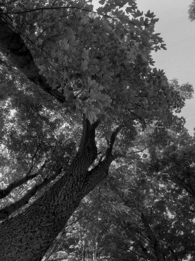 Ormanın güzel manzarası