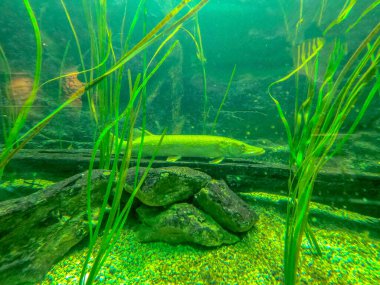 Sudaki yeşil yosunlar