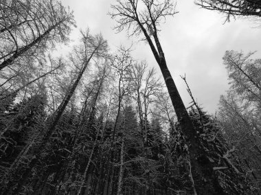 Ormandaki bir ağacın siyah beyaz fotoğrafı.