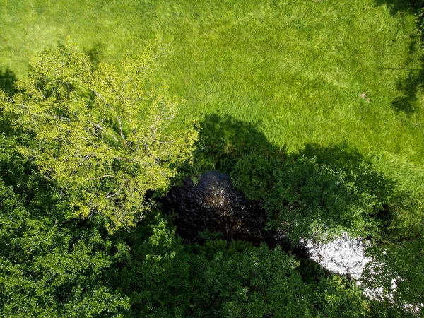 Ormanda yeşil çimenler