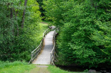 Ormanın güzel manzarası