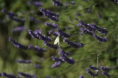 Bahçedeki lavanta çiçekleri