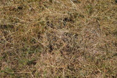 Kuru çimen dokusu arkaplanı