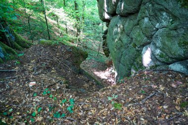 beautiful view of a forest with trees in the background, nature.