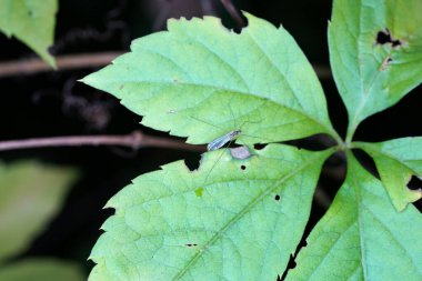 yeşil yapraklar, bitkiler ve yapraklar
