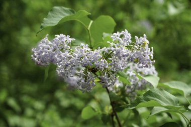 Bahçedeki bir ağacın güzel beyaz çiçekleri
