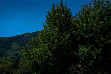 Ağaçları ve mavi gökyüzü olan güzel bir manzara.