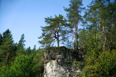 green forest in the mountains of the carpathian, the north of the state, russia.