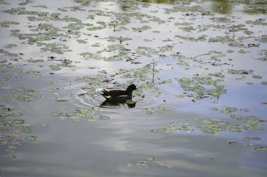 Güzel bir kuş manzarası