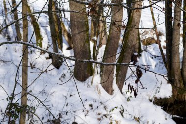 Karla kaplı ağaçlarla kaplı kış ormanı