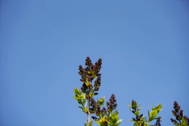 Güzel botanik fotoğrafı, doğal duvar kağıdı.