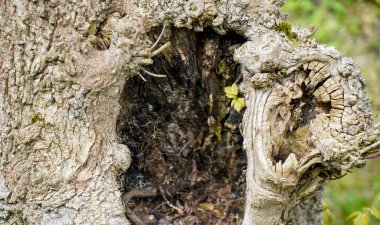 Bir ağaç gövdesinin yakın plan çekimi.