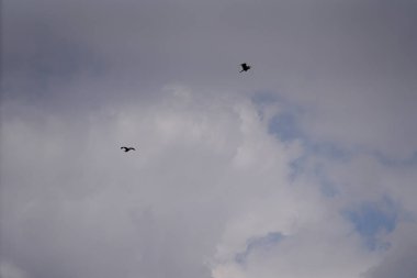 Gökyüzünde uçan bulutlar