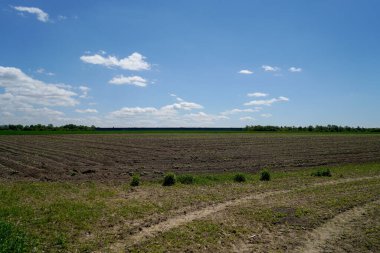 Kırsalda yeşil buğday tarlası