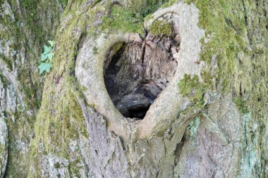Büyük gövdeli ağaç kabuğu.