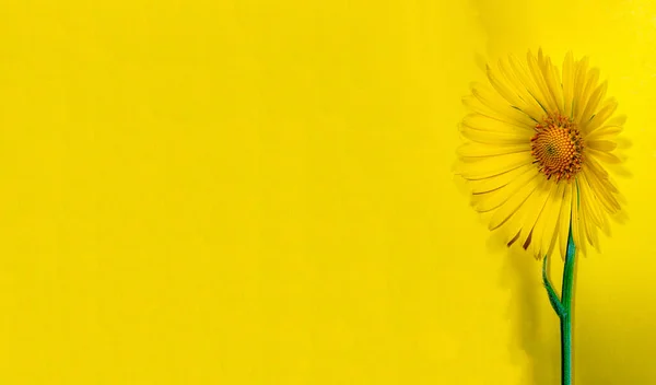Желтый Цветок Одуванчика Зеленом Фоне Стоковое Изображение