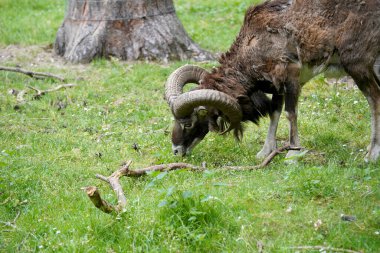 a closeup shot of a male moose in a forest