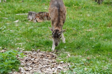 Genç siyah beyaz bir keçi yeşil çimlerde oturuyor.