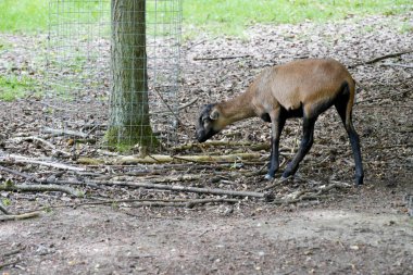Ormanda genç bir geyik