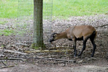 Ormanda genç bir geyik