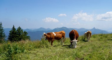Dağlarda otlayan inekler.