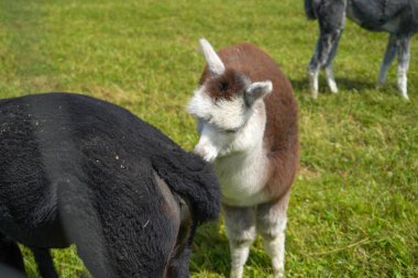 Genç siyah beyaz bir keçi.