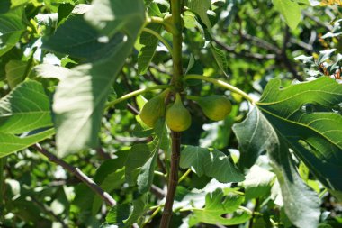 yeşil olgunlaşmamış erikler ağaçta