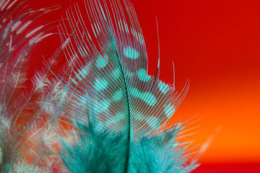 Kuş tüyü, birçok parlak renk ve yapıya sahip bir arkaplan görüntüsüdür.