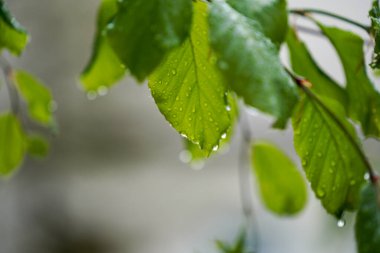 Maple leaf floating on the water surface, closeup of photo