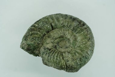 Fossil of a clam shell on a light green background.