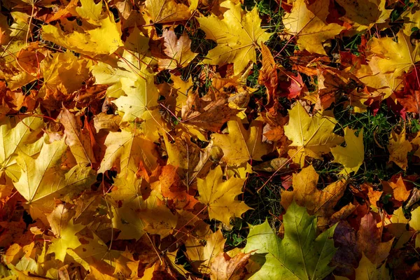 Autumn maple leaves background. Colorful maple leaves background. Autumn maple leaves background