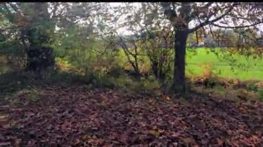 Sonbaharda toplanan tarlalar