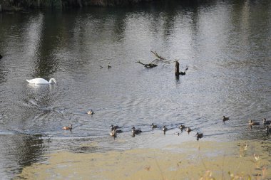 Danube nehrinde kuğu, ördek ya da karabatak gibi su kuşları