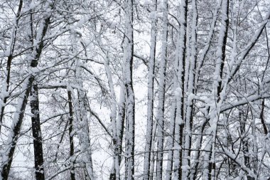 Bavyera 'da bol karlı kış her yıl tekrar güzeldir.
