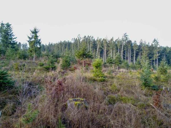 Forest Dieback Reforestation Necessary Due Climate Change Bavaria Forest — Photo