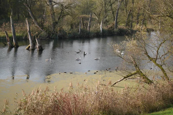 Υδρόβιο Πτηνό Όπως Κύκνος Πάπια Κορμοράνος Στον Ποταμό Danube — Φωτογραφία Αρχείου