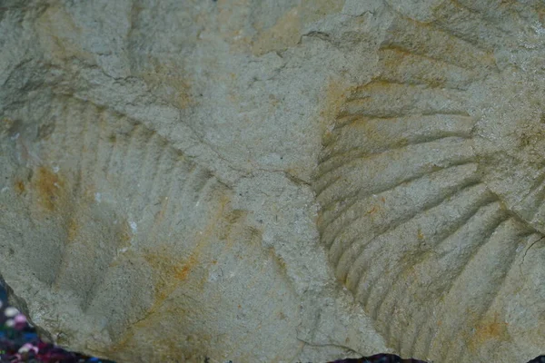 Ammonite Fossil Dark Background Minimalism — Stockfoto