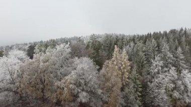 Kışın Bavyera 'da bulutlu yeşil ormanlar ve mavi gökyüzü
