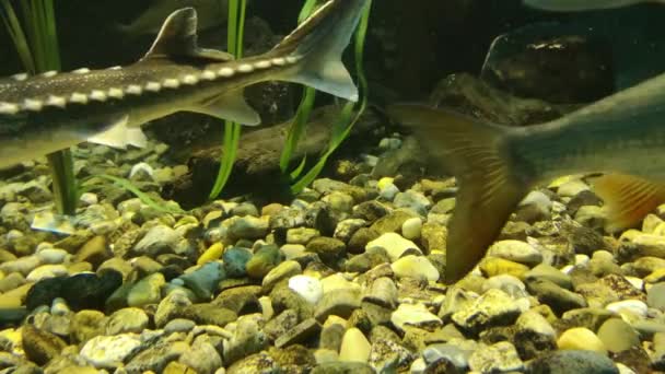 Fische Aquarium Die Auch Der Donau Vorkommen — Stockvideo
