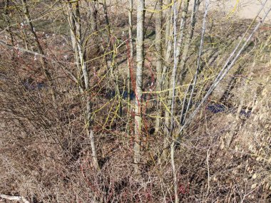 Bavyera 'da ilkbaharda yaprak döken ağaçlardan uzun gölgeler