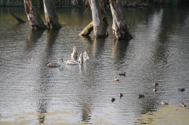 Danube nehrinde kuğu, ördek ya da karabatak gibi su kuşları