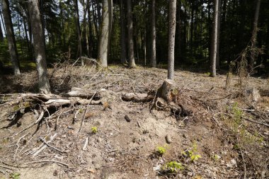Ormandaki anlamsız açıklık yüzünden ölen ormanlar Ormandaki ağaç kütüğü