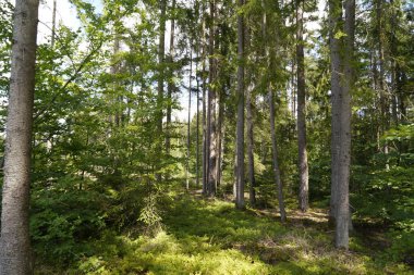 Orman, iklim değişikliği, kuraklık ve fırtınalar ve ham madde olarak ormanların tahrip edilmesi nedeniyle çöker.