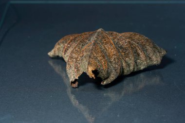 Macro detail of a dry leaf eaten by pests in autumn.